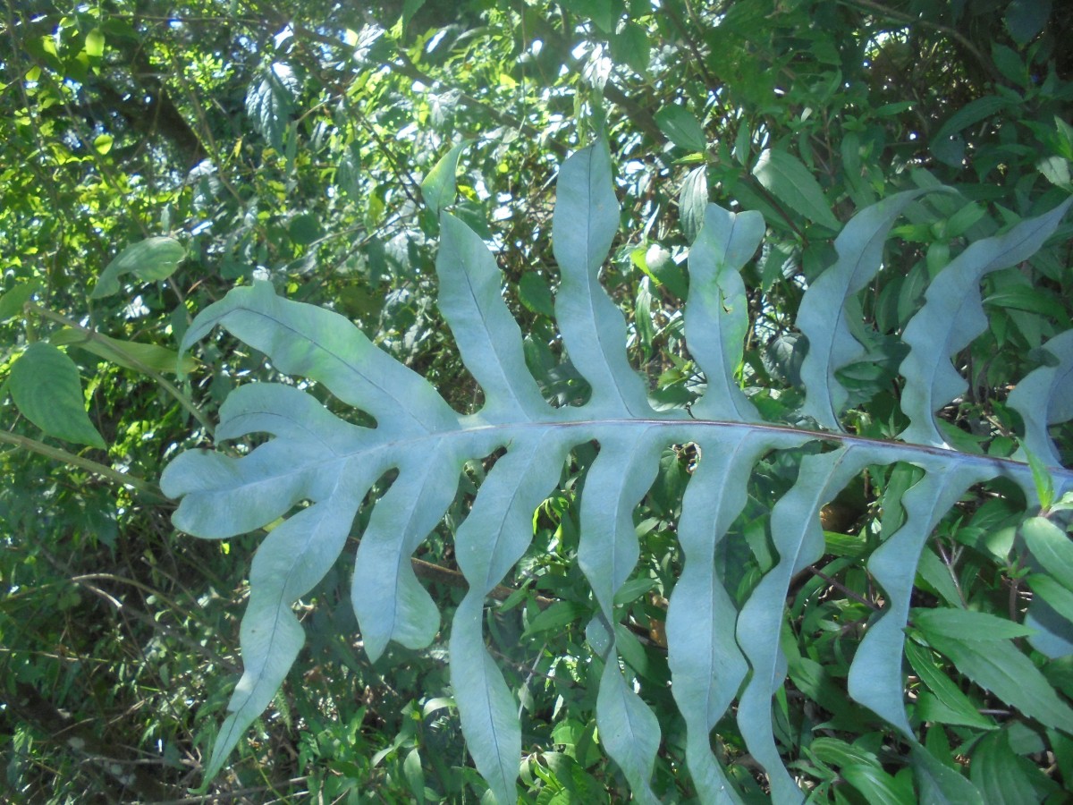 Phlebodium aureum (L.) J.Sm. (Polypodiaceae)